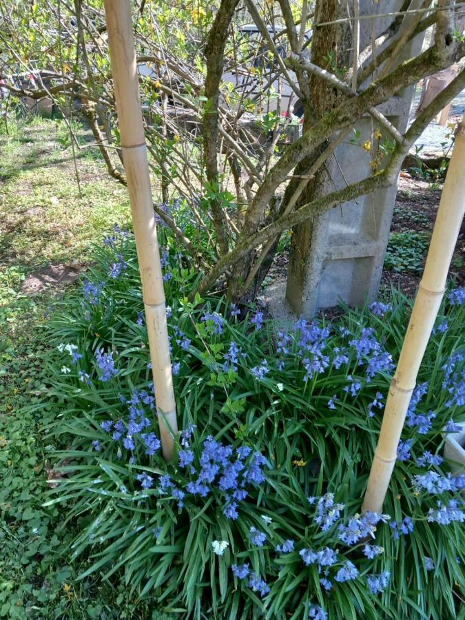 Cedres Bleus De Joany Chez Nathalie Viviez Exterior foto